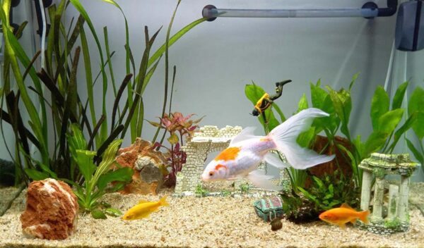 Good Choices from Plants to Rocks for Aquascape - hygger