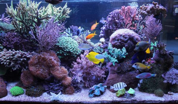 Setting Up a 20 Gallon Reef Tank - hygger