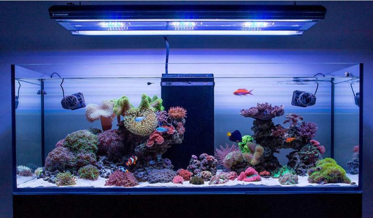 The Right Light for Your Deep Fish Tank - hygger