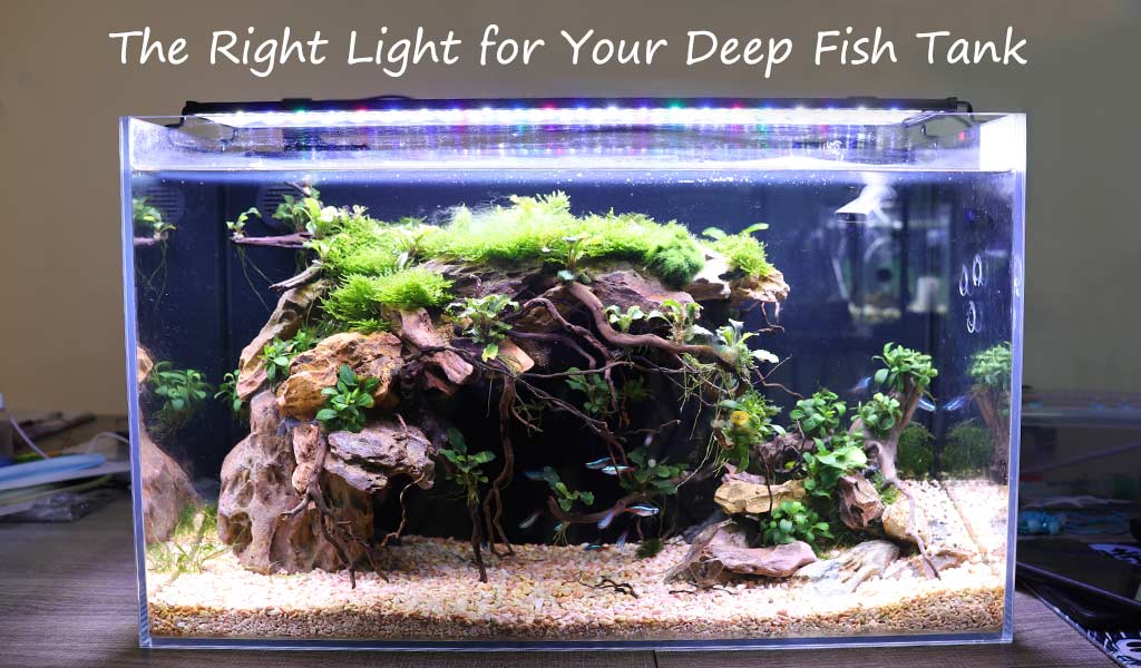 How Many Watts for LED Aquarium Light