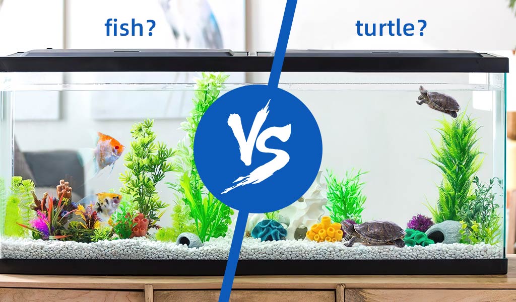 Be a Responsible Fish Keeper for your home aquarium