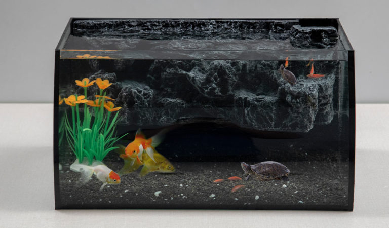 what-fish-can-live-with-turtles-in-tank-hygger