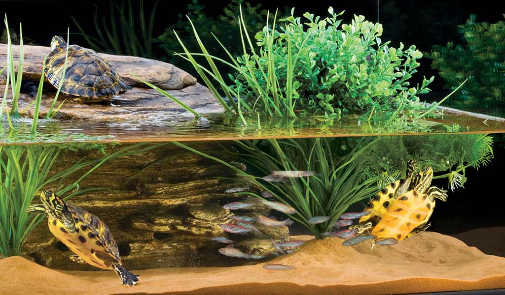Can a Box Turtle Survive in a Fish Tank  