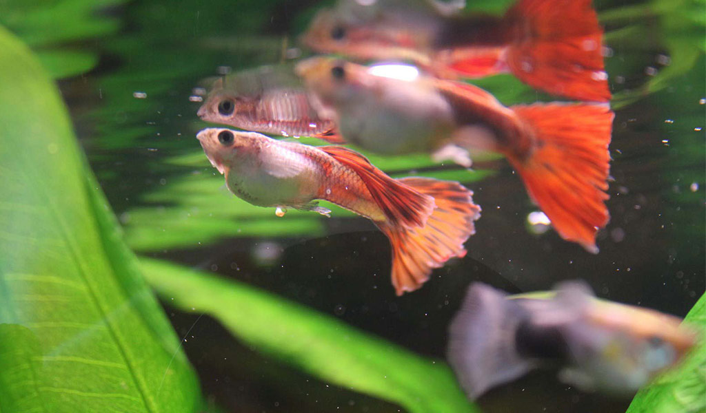 Treat Dropsy or Bloating in Fish