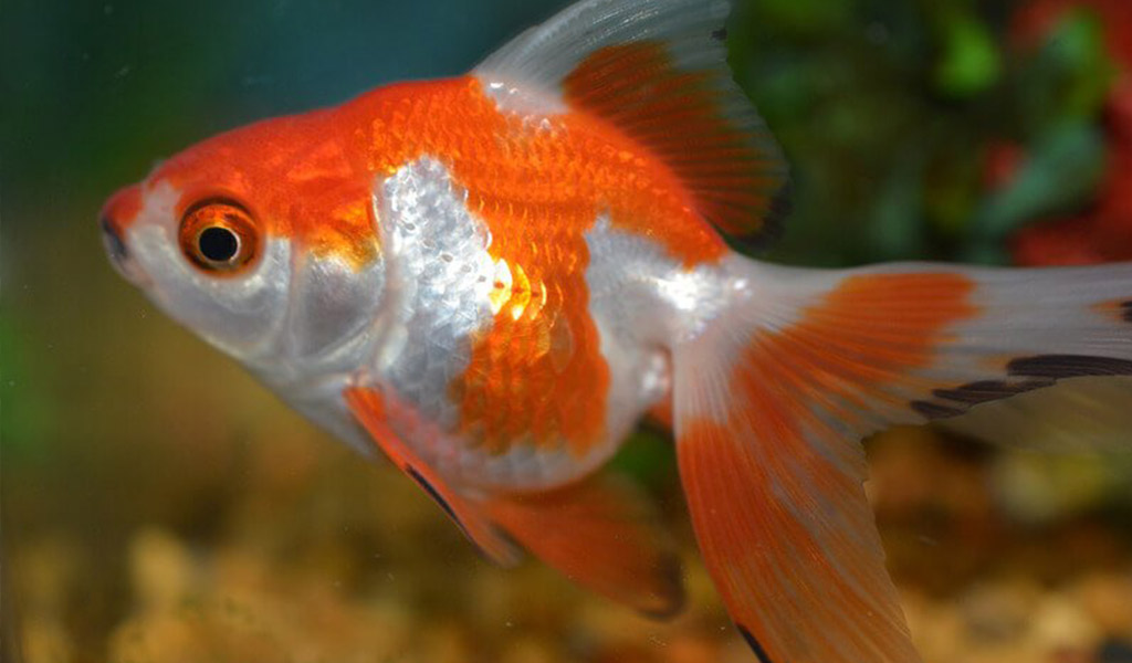 Treat dropsy or bloating in golden fish