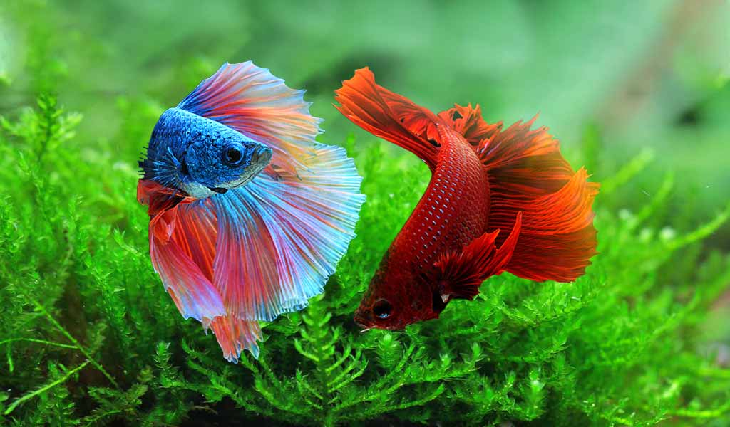 Betta Battle Behavior