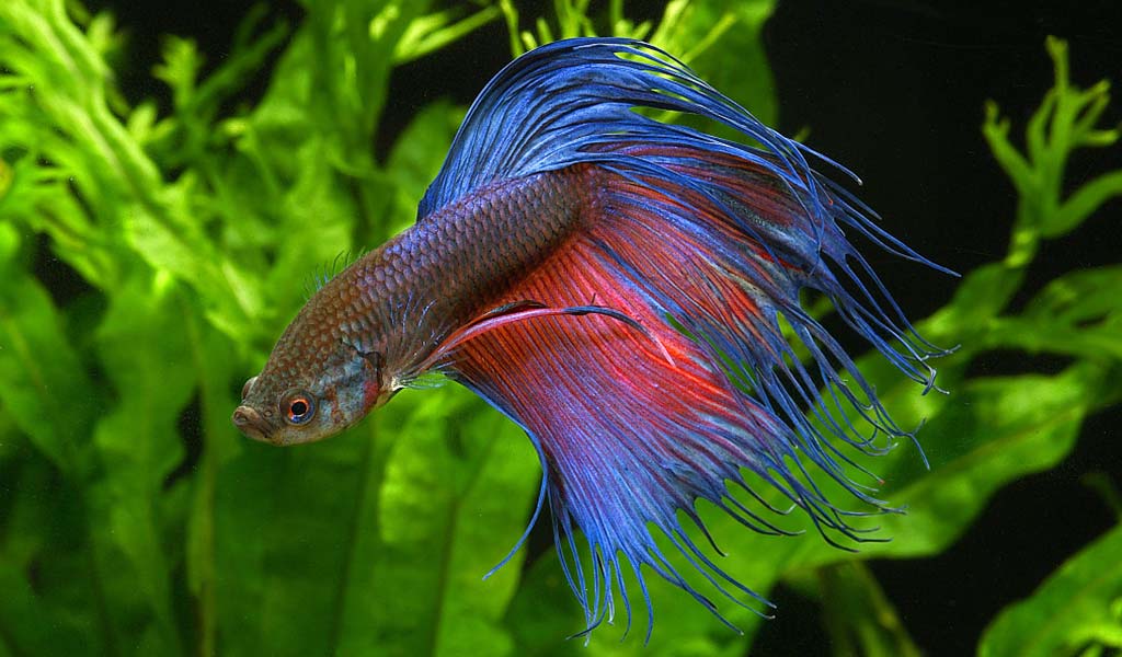 Normal Betta behavior