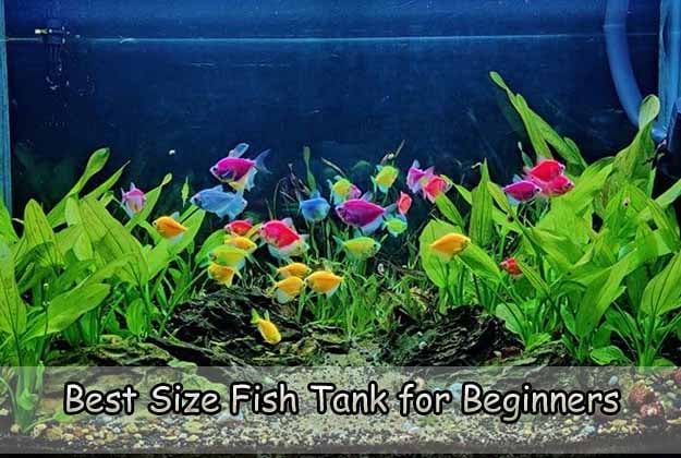 Best Size Fish Tank for Beginners