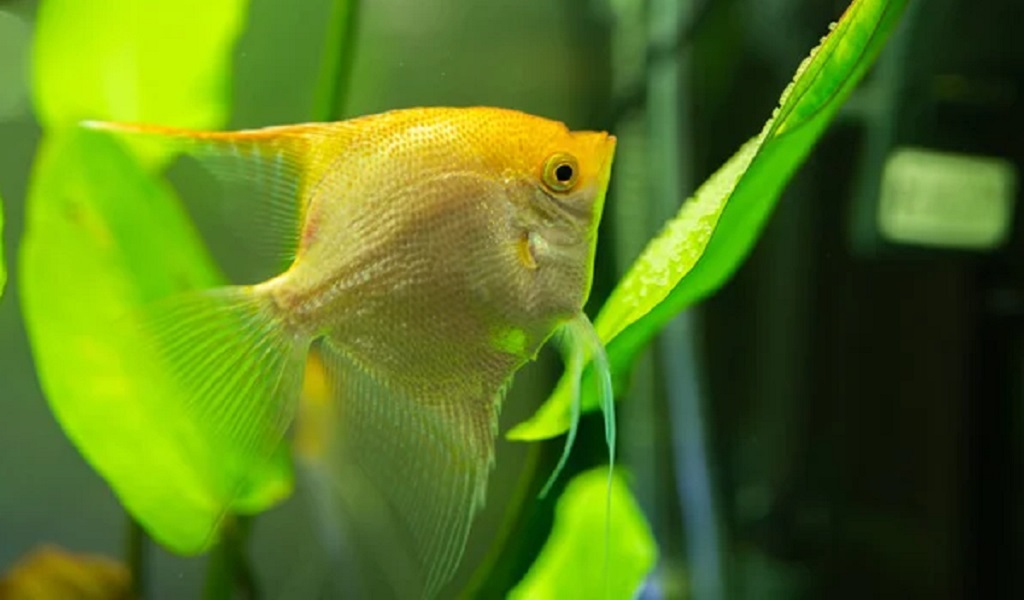 yellow freshwater tropical fish