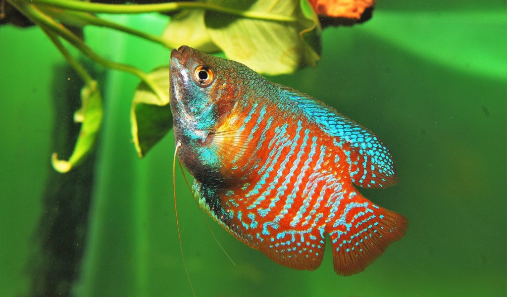 aquarium freshwater types fish ofbeginner