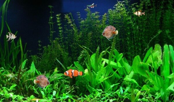 Biotope Aquarium Ideas for Tropical Freshwater Fish - Hygger