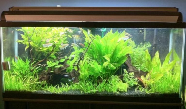 Cichlid Varieties Can be Held in 75 Gallon Fish Tank- hygger