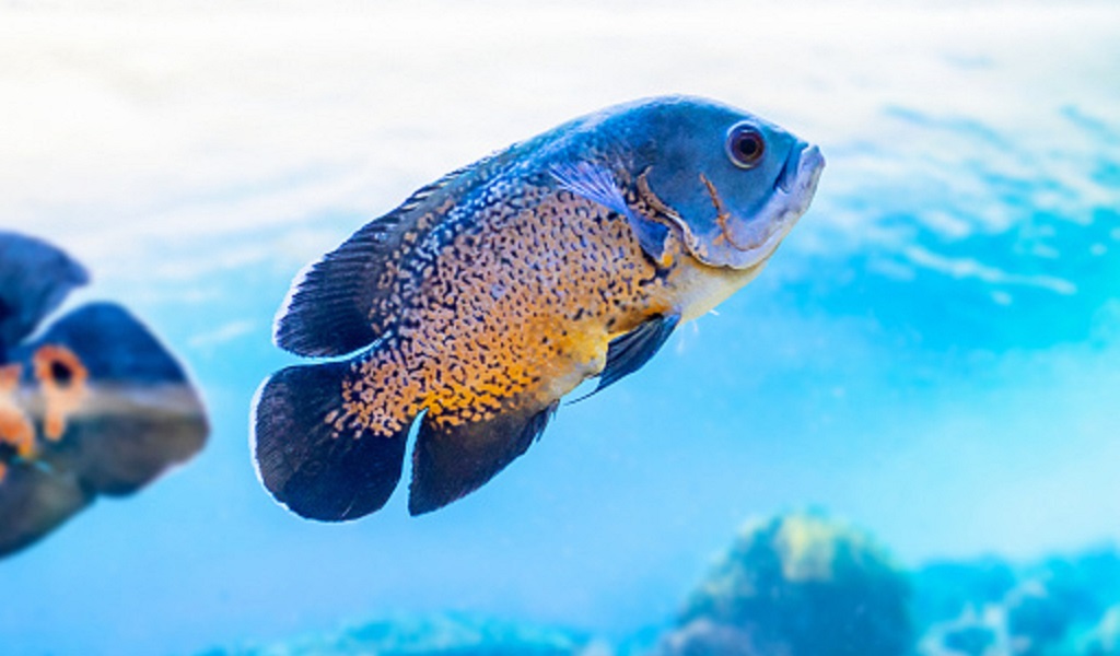 Oscar Fish in a 60 Gallon Aquarium? 