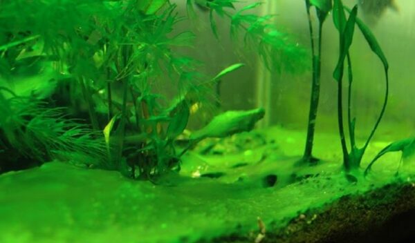 Create A Carpet In Your Planted Tank - Hygger