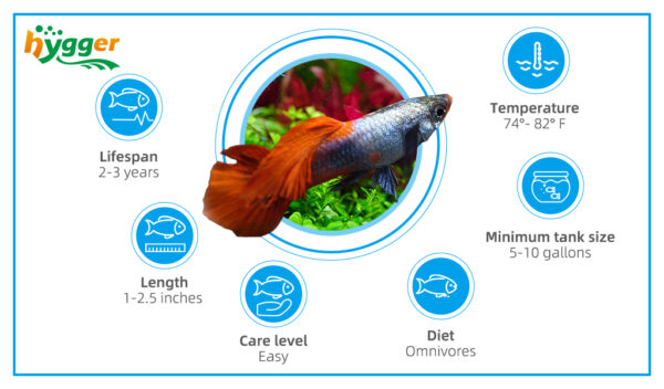 Fish Can Live Without an Air Pump in Tank - hygger