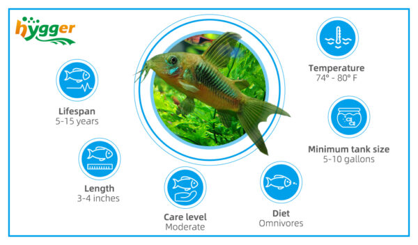 Fish Can Live Without an Air Pump in Tank - hygger