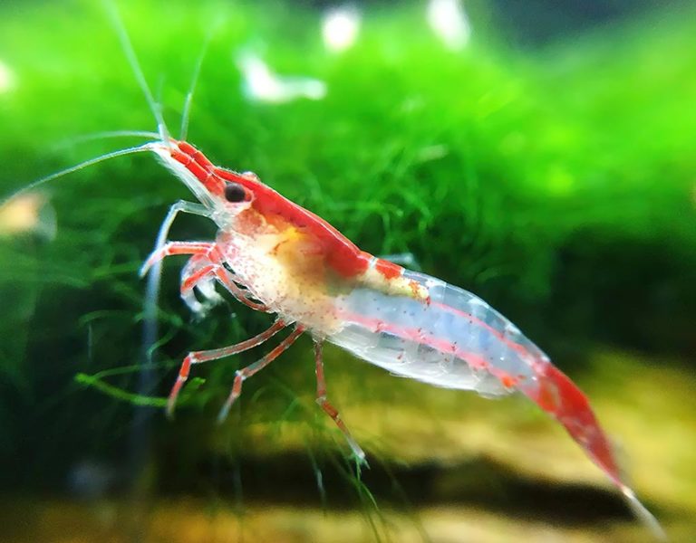 Popular Freshwater Shrimp for Fish Tank - hygger