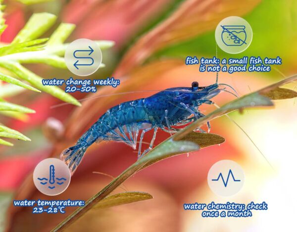 Popular Freshwater Shrimp for Fish Tank - hygger