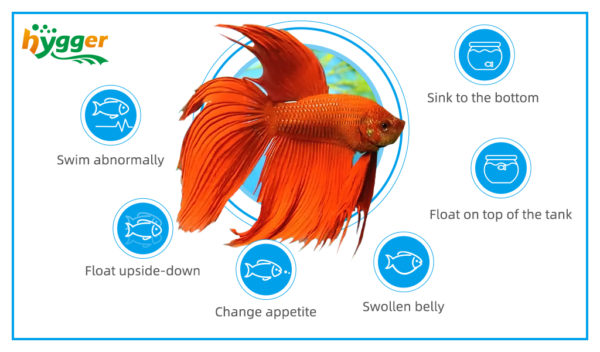Swim Bladder Disease in Aquarium Fish - hygger