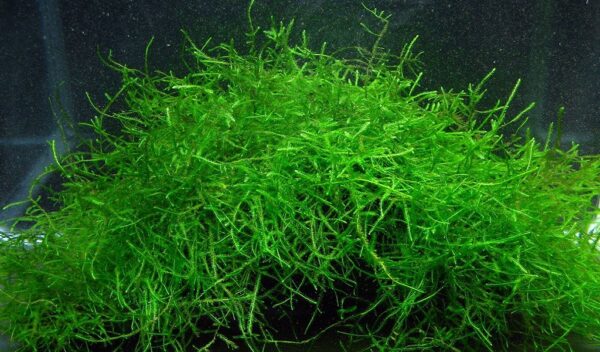 Top 10 Great Aquarium Plants for Carpeting - hygger