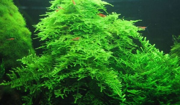 Top 10 Great Aquarium Plants for Carpeting - hygger