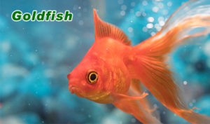 Best Types Of Cold Water Fish For Your Aquariums - hygger