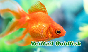 Best Types Of Cold Water Fish For Your Aquariums - Hygger