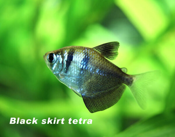 How To Identify A Tetra Is A Boy Or A Girl - hygger