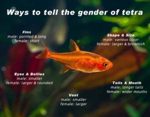 How To Identify A Tetra Is A Boy Or A Girl - hygger