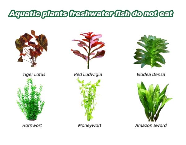 What Aquatic Plants do Freshwater Fish not Eat - Hygger