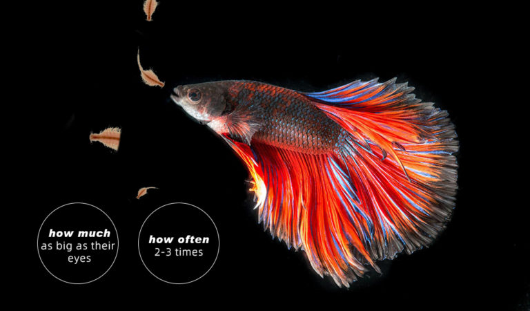 What Do Betta Fish Eat – Brine Shrimp For Bettas - Hygger