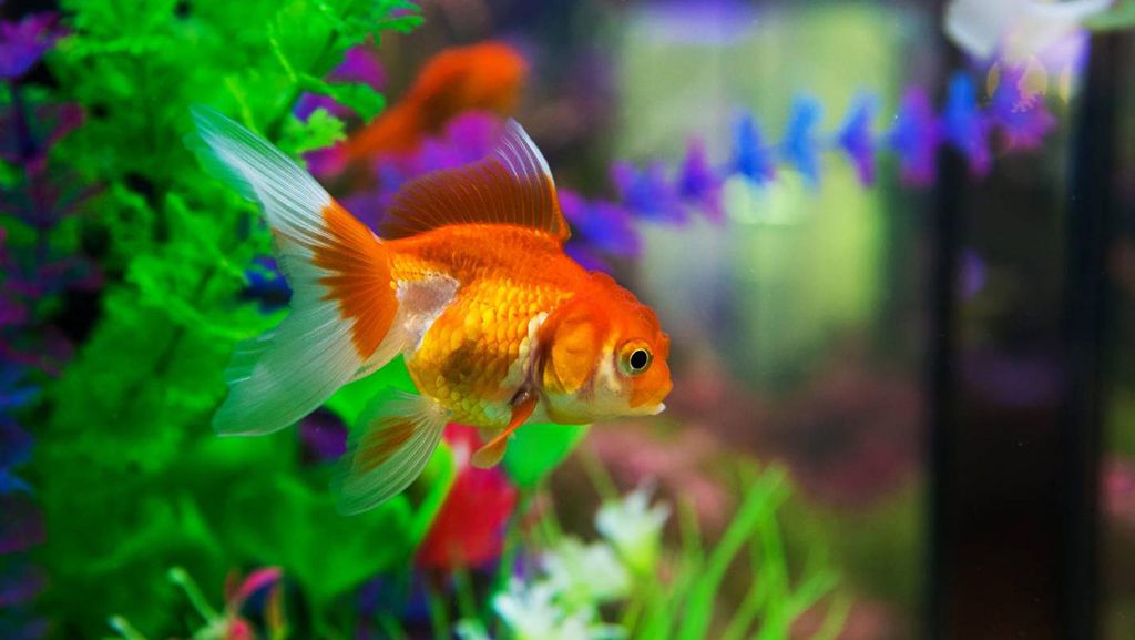 rand in het geheim Meander Best Aquarium Supplies for Goldfish - hygger