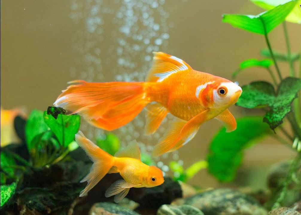 rand in het geheim Meander Best Aquarium Supplies for Goldfish - hygger