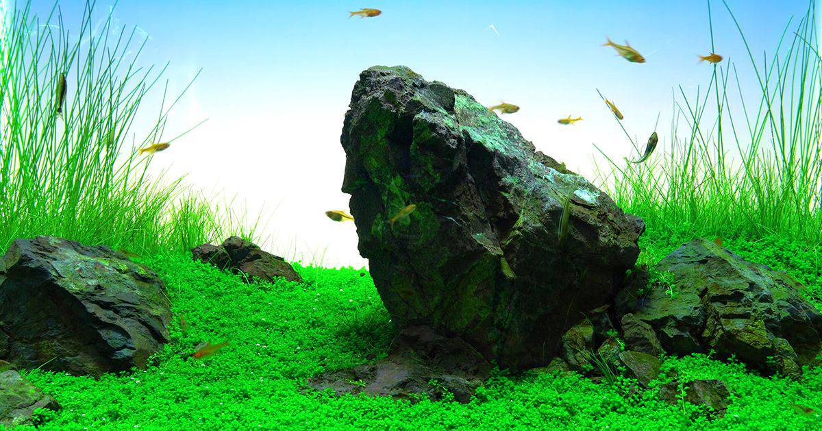 Build Aquarium Safely What Rocks Can be Put in Aquarium