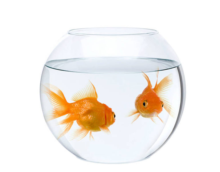 Do you Know How Long Do Goldfish Live - hygger