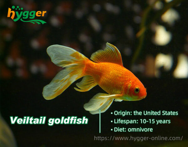 Do you Know How Long Do Goldfish Live - hygger