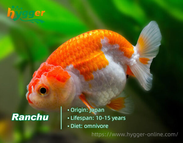 Do You Know How Long Do Goldfish Live - Hygger