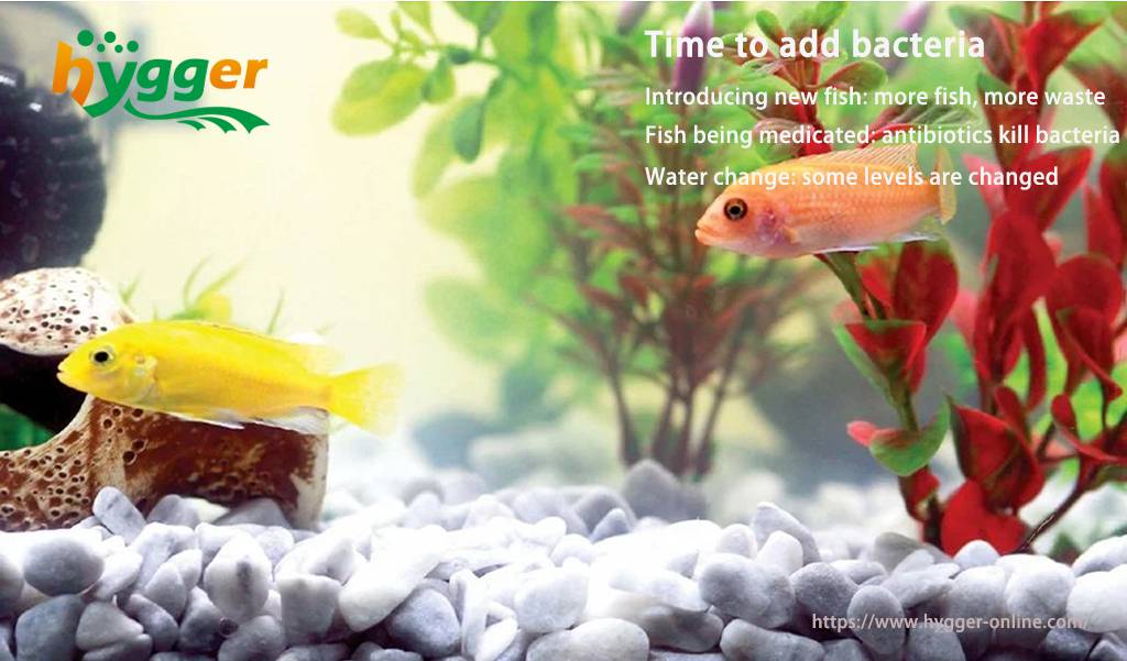 Beneficial Bacteria In Your Aquarium – The What, The Why and The How