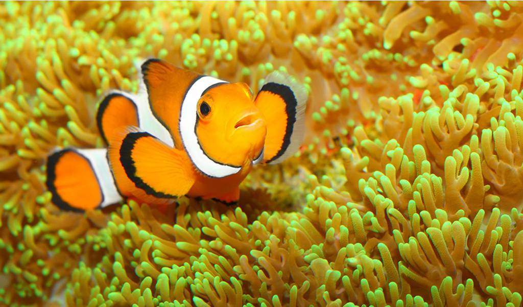 Clownfish