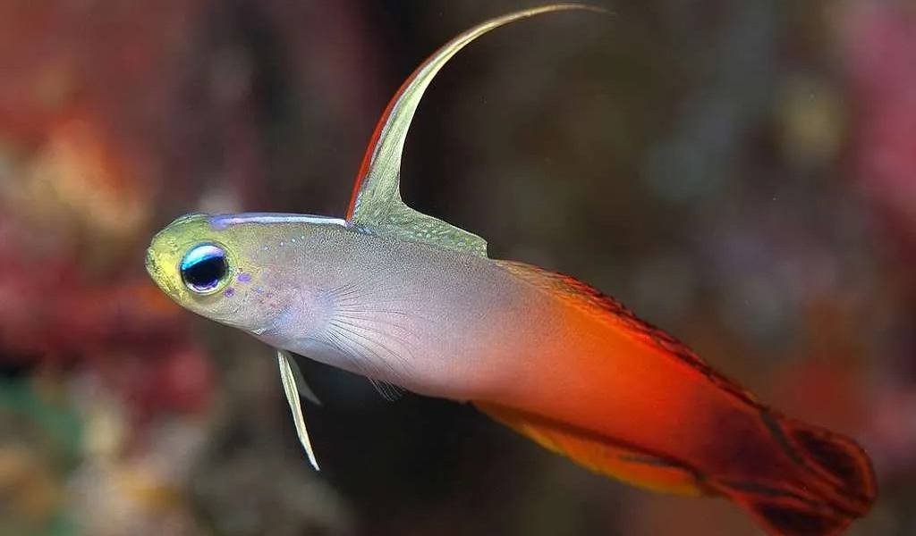 Firefish goby