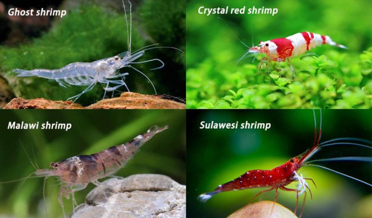 A Bio Solution to Algae in Fish Tank - Amano Shrimp