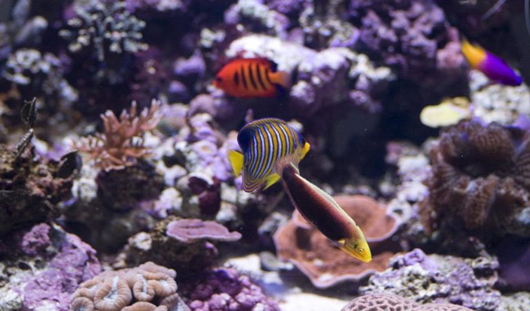 Angelfish VS Coral - Angelfish for Reef Tanks - hygger