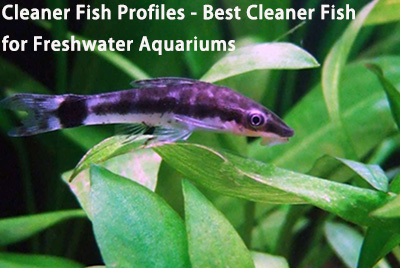 Best fish to clean tank hotsell