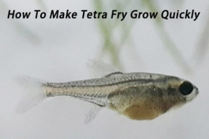 tetra fry