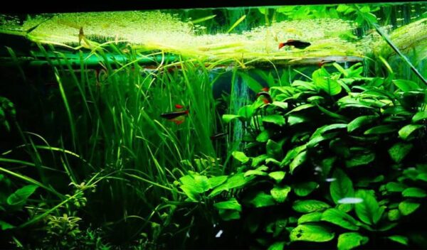 The Best Way to Control Duckweed in Aquariums - hygger