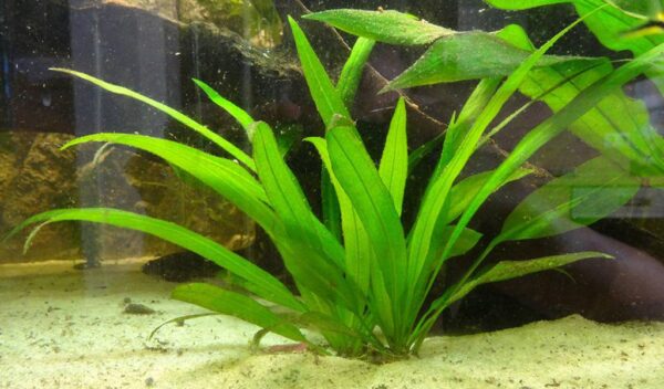 Caring For Amazon Swords in Planted Aquarium - hygger