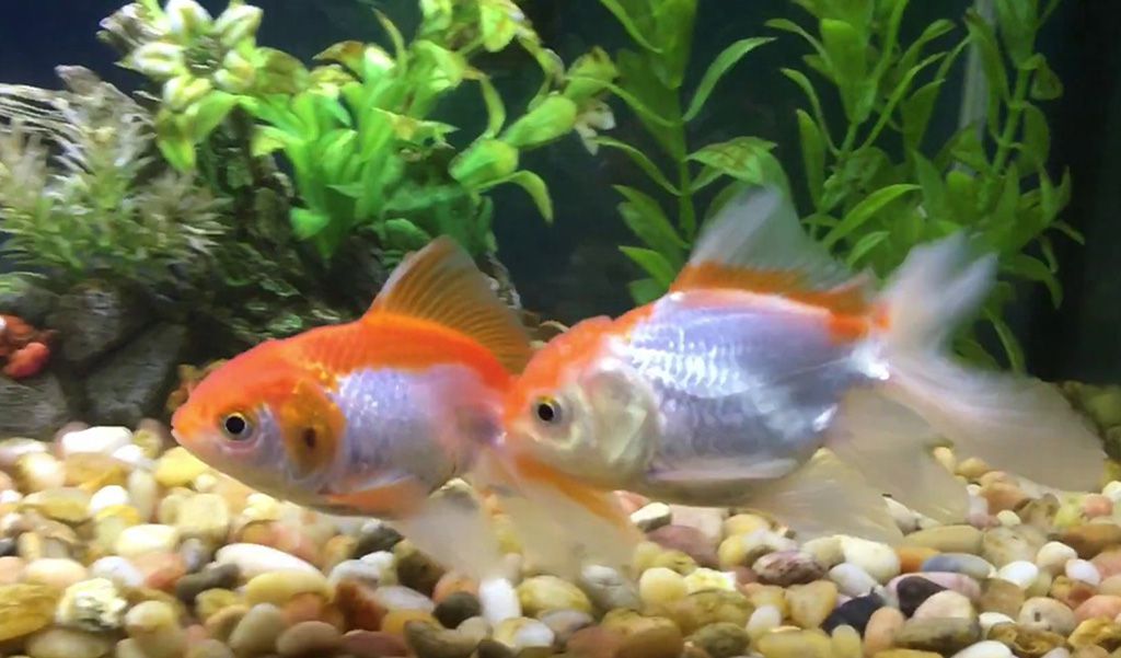 pregnant common goldfish