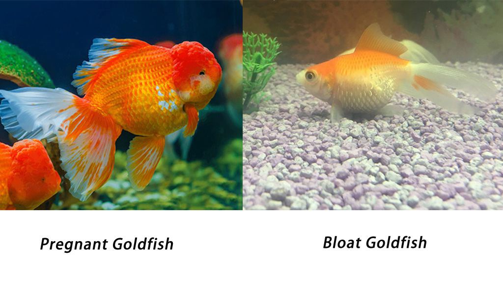What Does a Pregnant Goldfish Look Like? Unveiled Secrets