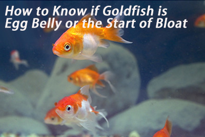 pregnant common goldfish