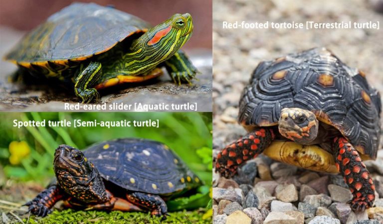 How to Take Care of Pet Turtles - hygger